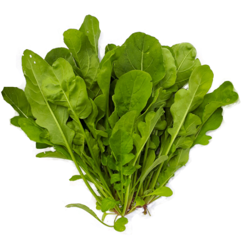Rúcula