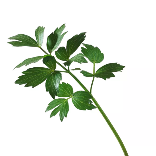 Apio de monte