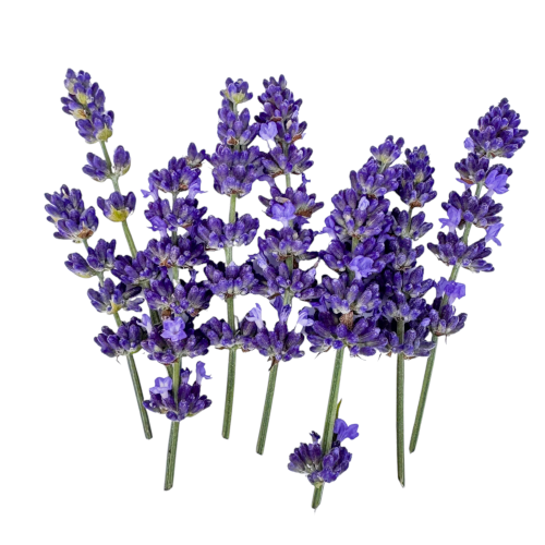 Lavanda