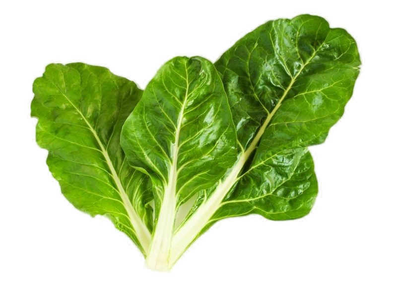 Acelga