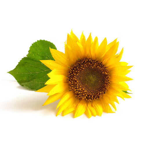 Girasol