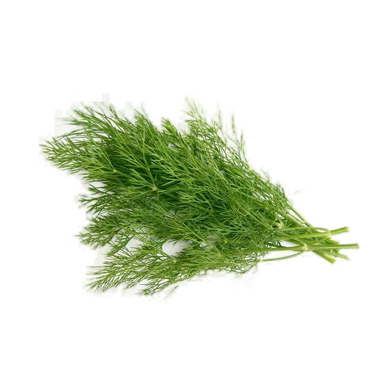 Eneldo