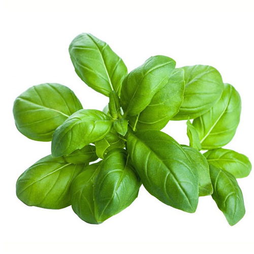 Albahaca