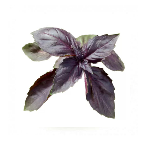Morada