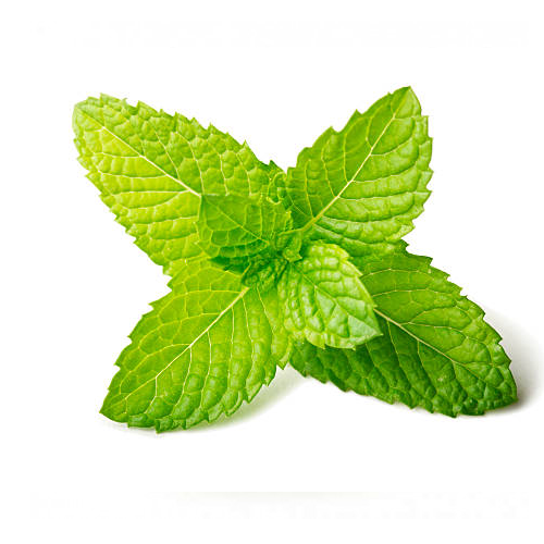 Menta