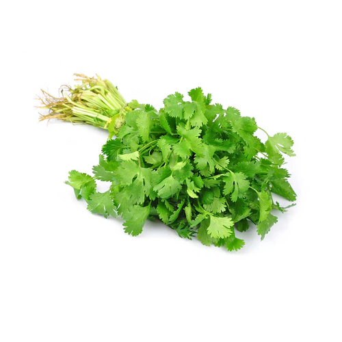 Cilantro