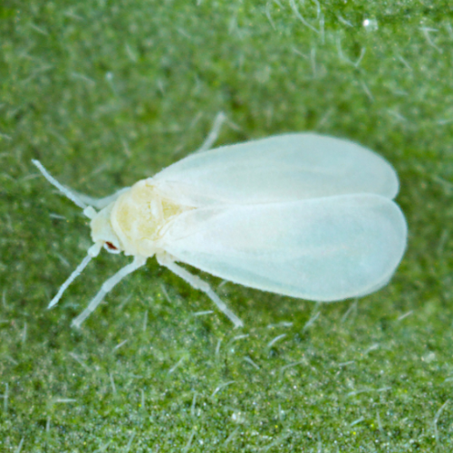 Mosca blanca