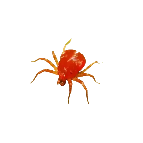 Araña roja